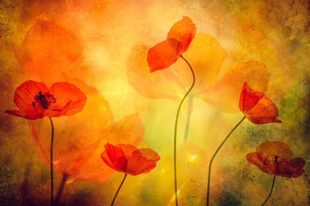 Sueño de amapolas luminosas de Hilda van der Lee