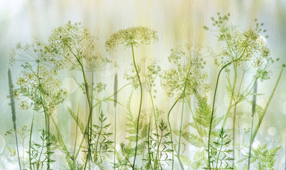 Suaves flores silvestres verdes de Hilda van der Lee