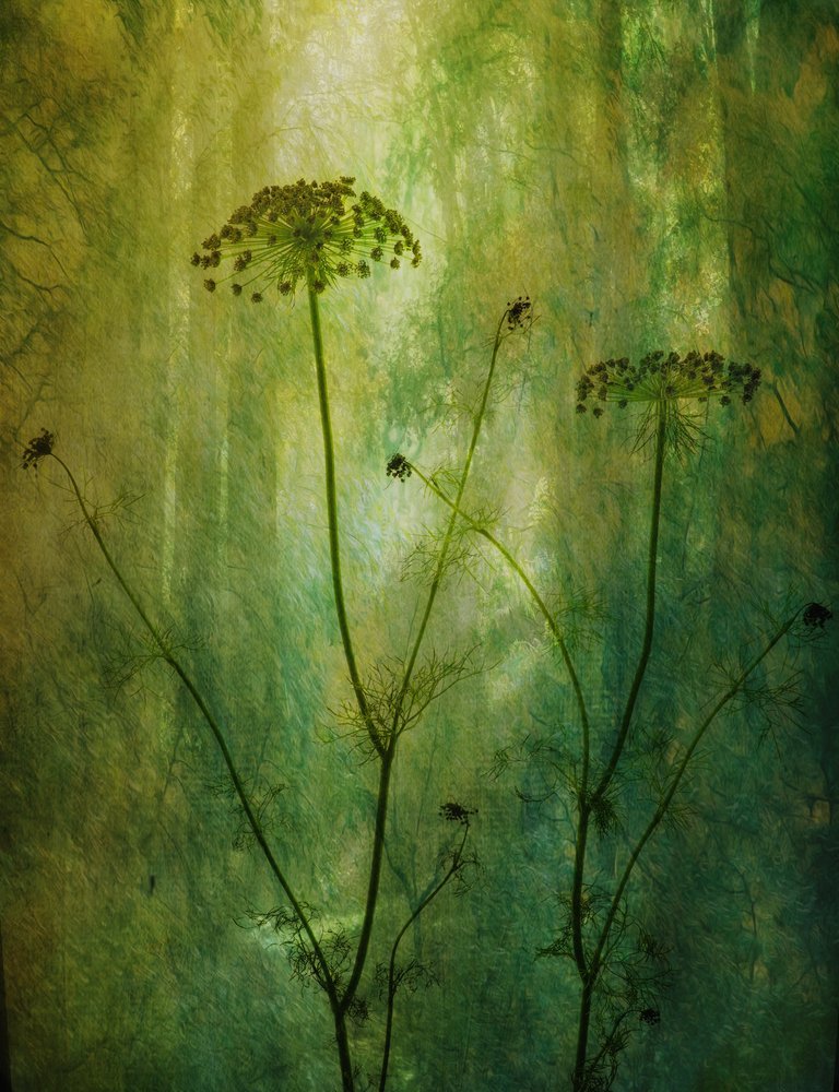 Eneldo verde tranquilo de Hilda van der Lee
