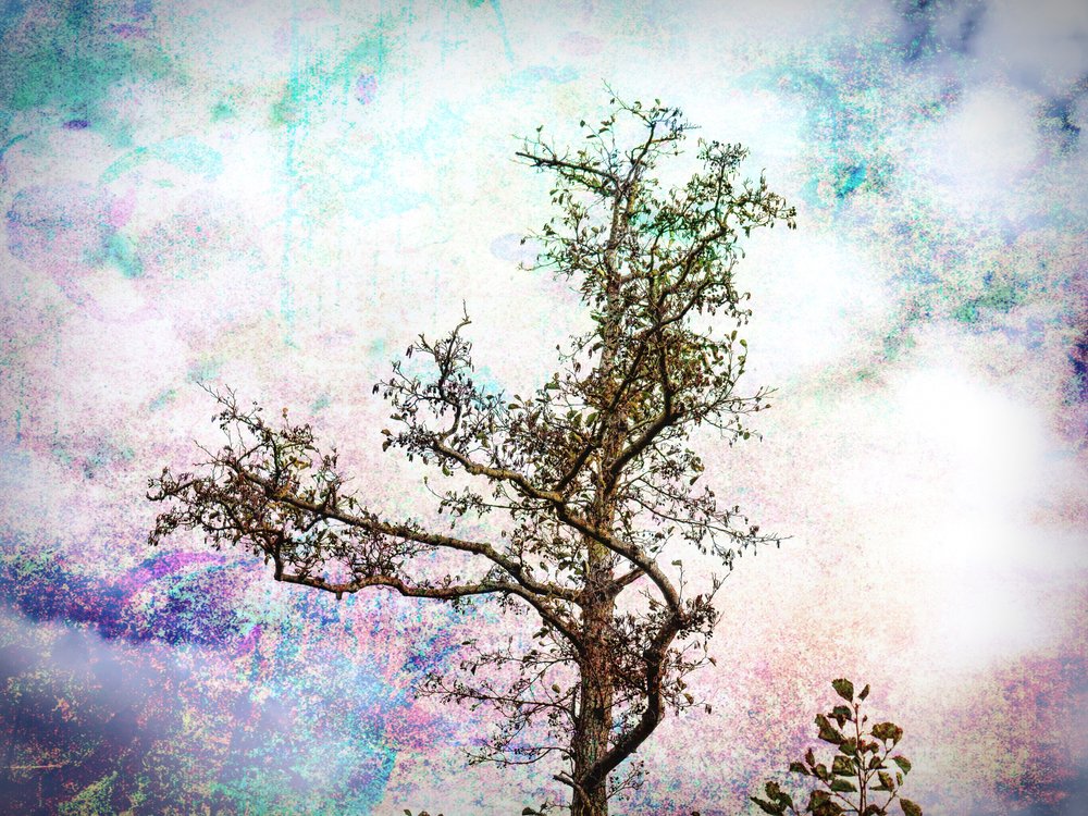 El sueño del árbol de colores de Ida Publishing