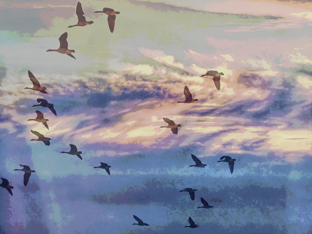 Cielos al atardecer con bandadas de gansos en vuelo de Ida Publishing