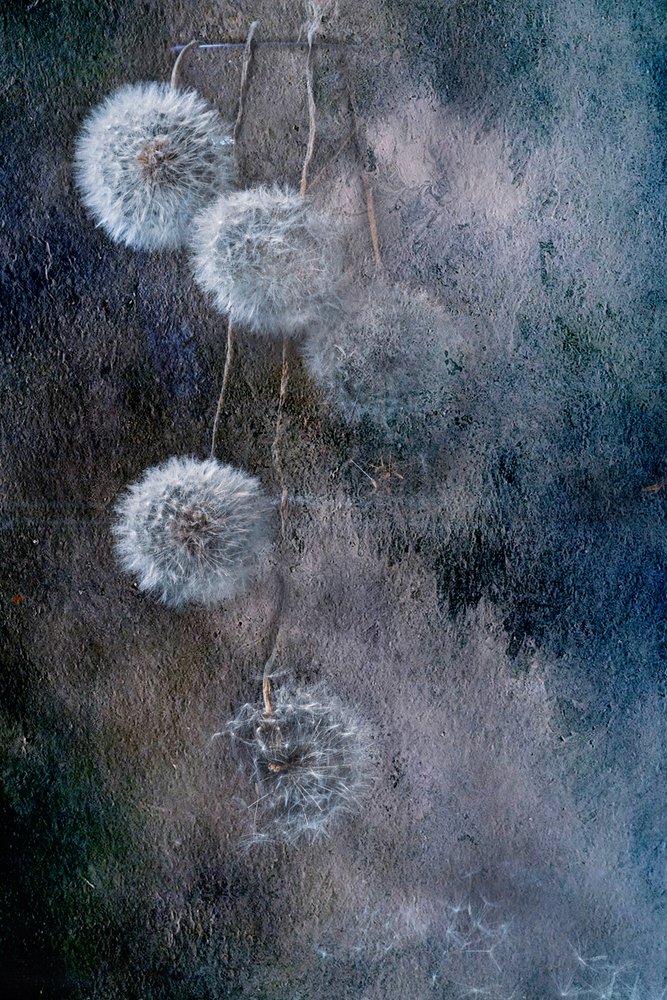 Delicados deseos de diente de león de Igor Kopcev