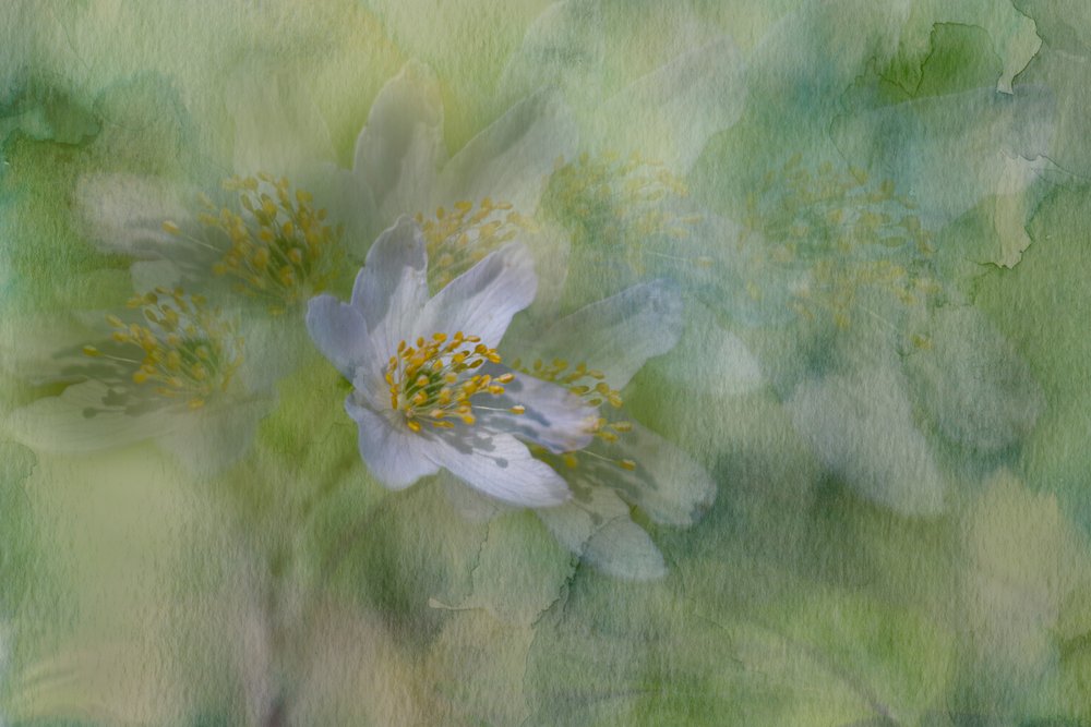 Soñadoras flores de jazmín de Igor Kopcev