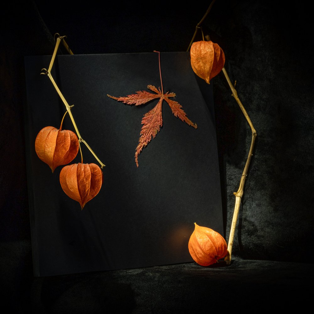 Physalis otoñal melancólica de Igor Kopcev