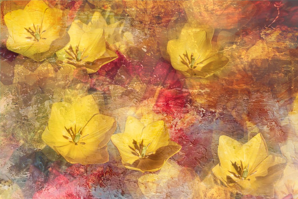 Tulipanes amarillos texturizados de Igor Kopcev