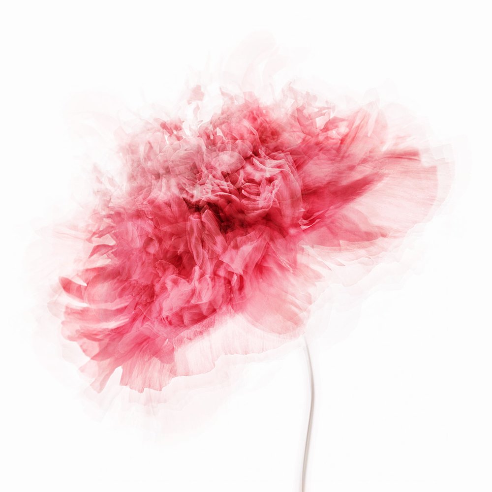Flor rosa pálido de Inna Karpova