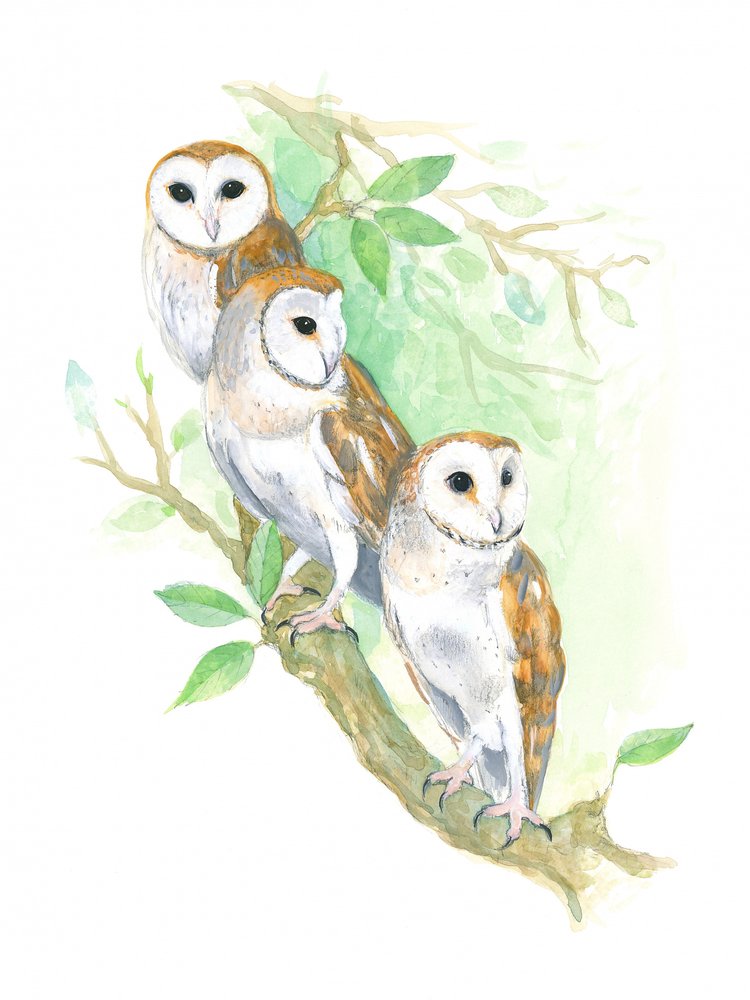 3 lechuzas comunes de Isabelle Brent