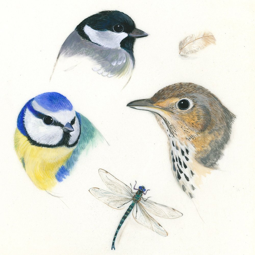 Estudio de aves y libélula de Isabelle Brent