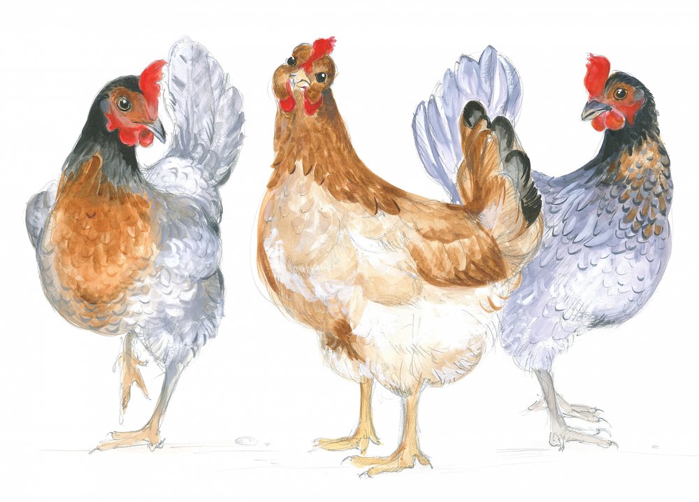 Gallinas cacareando de Isabelle Brent