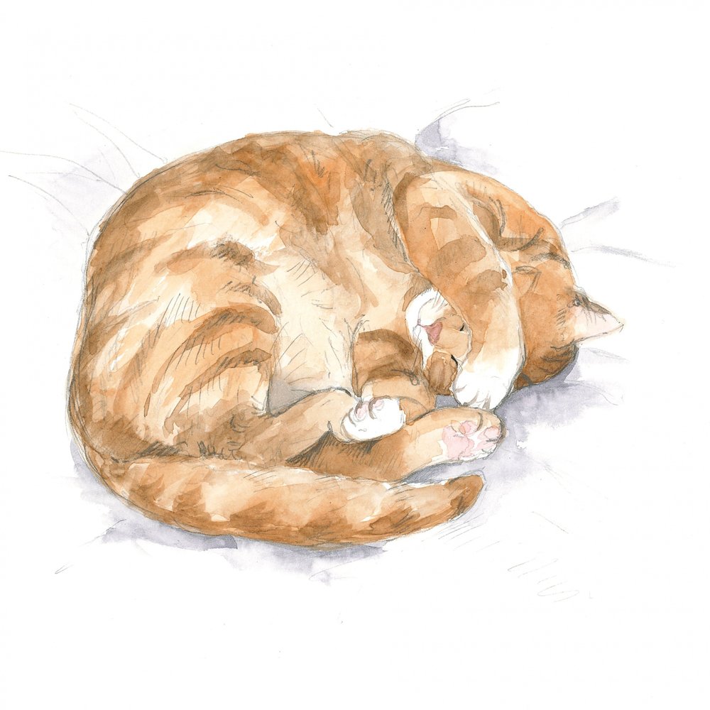 Boceto de gato pelirrojo de Isabelle Brent