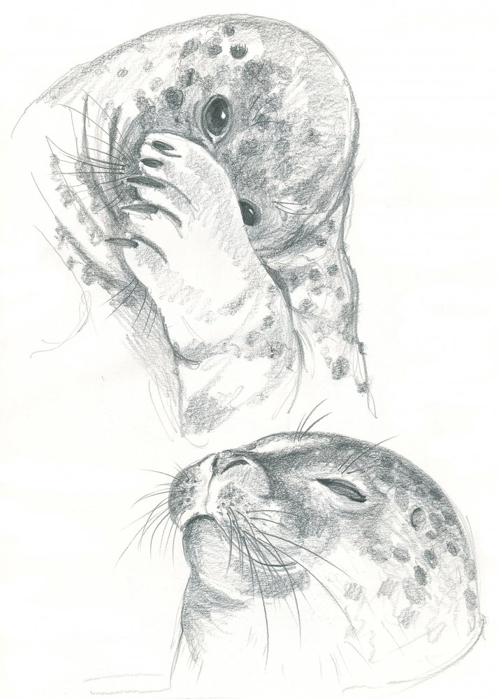Dibujo de focas grises de Isabelle Brent
