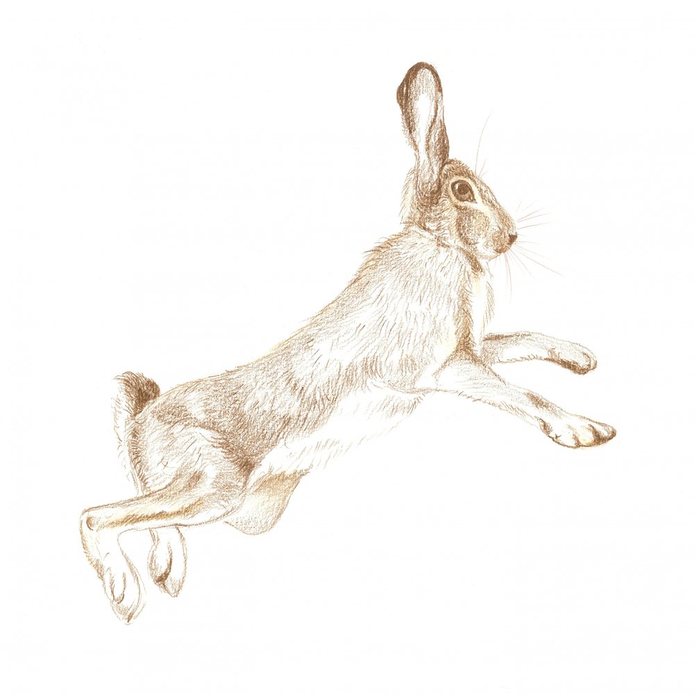 Boceto de una liebre saltando de Isabelle Brent