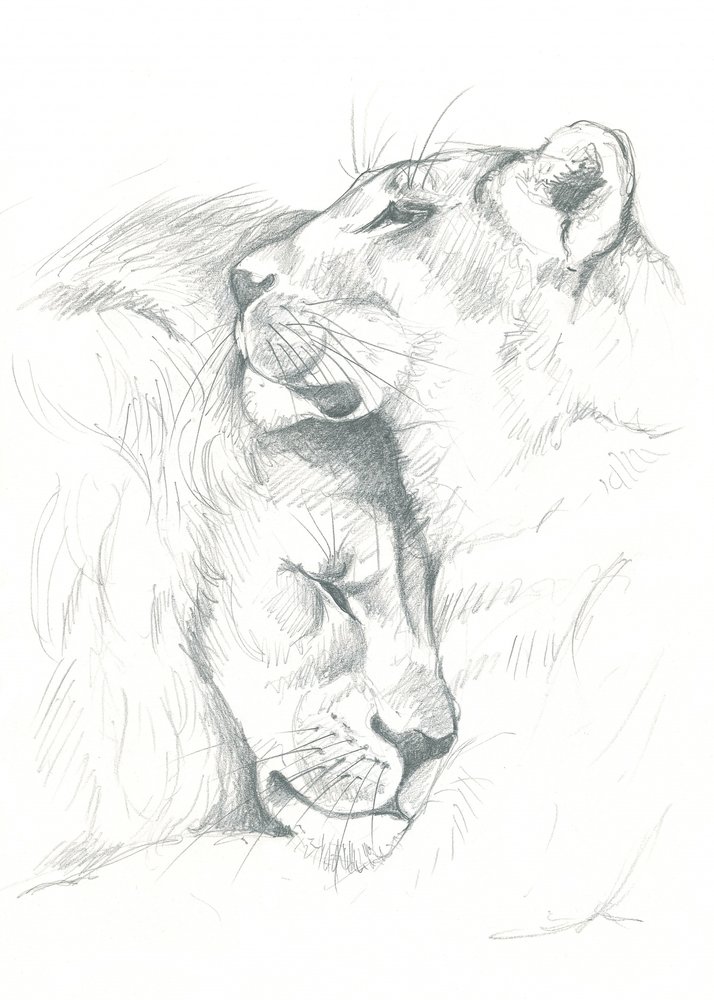 Serenidad del león de Isabelle Brent