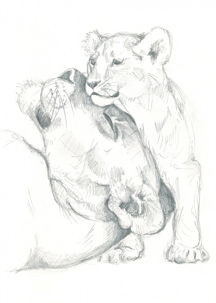 Estudio de dibujo de una leona y su cachorro de Isabelle Brent