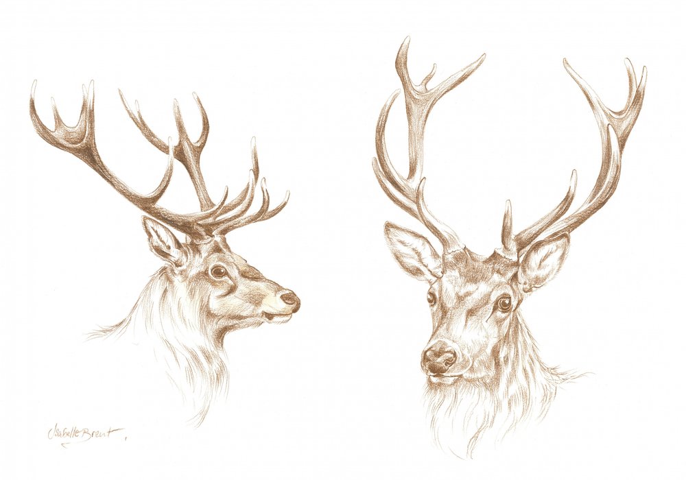 Dibujo de un majestuoso ciervo de Isabelle Brent