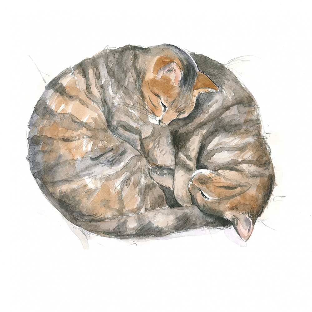 Gatos redondos de Isabelle Brent