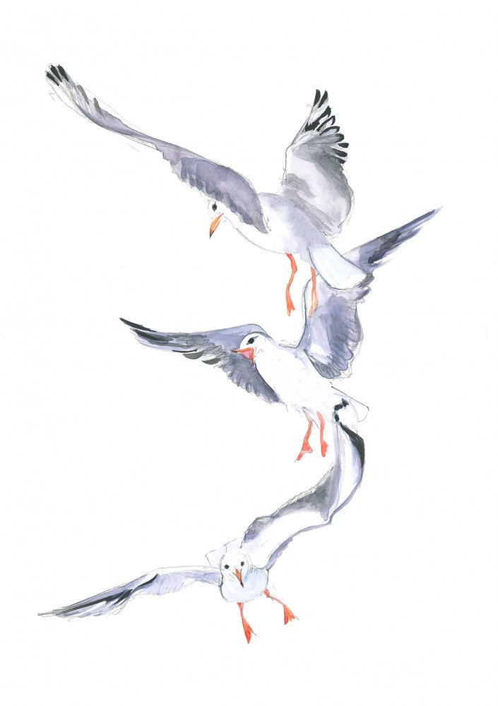 Vuelo de gaviota de Isabelle Brent