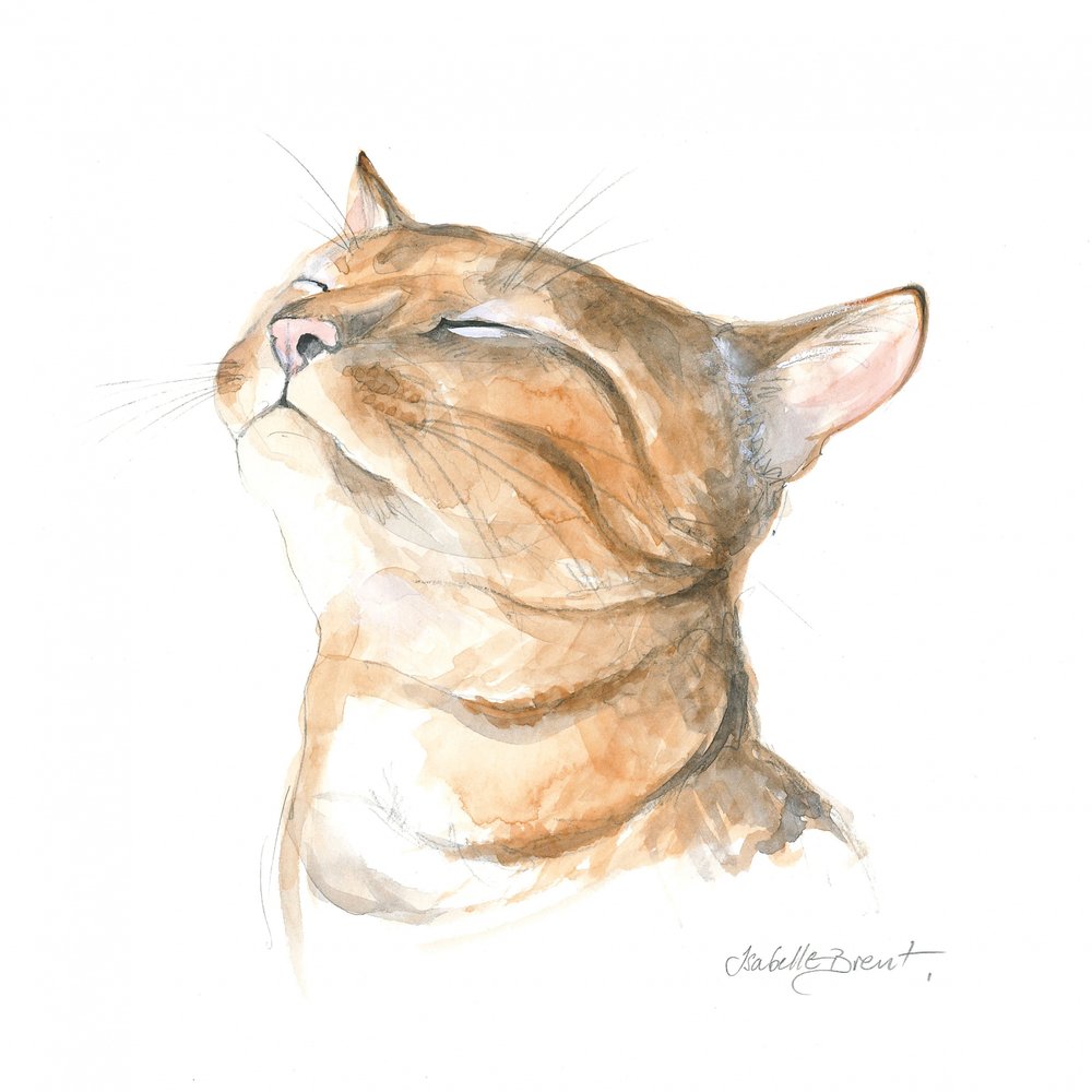 Gato atigrado sereno de Isabelle Brent