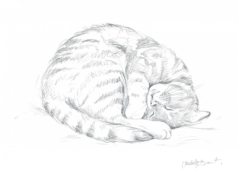 Dibujo de un gato dormido de Isabelle Brent