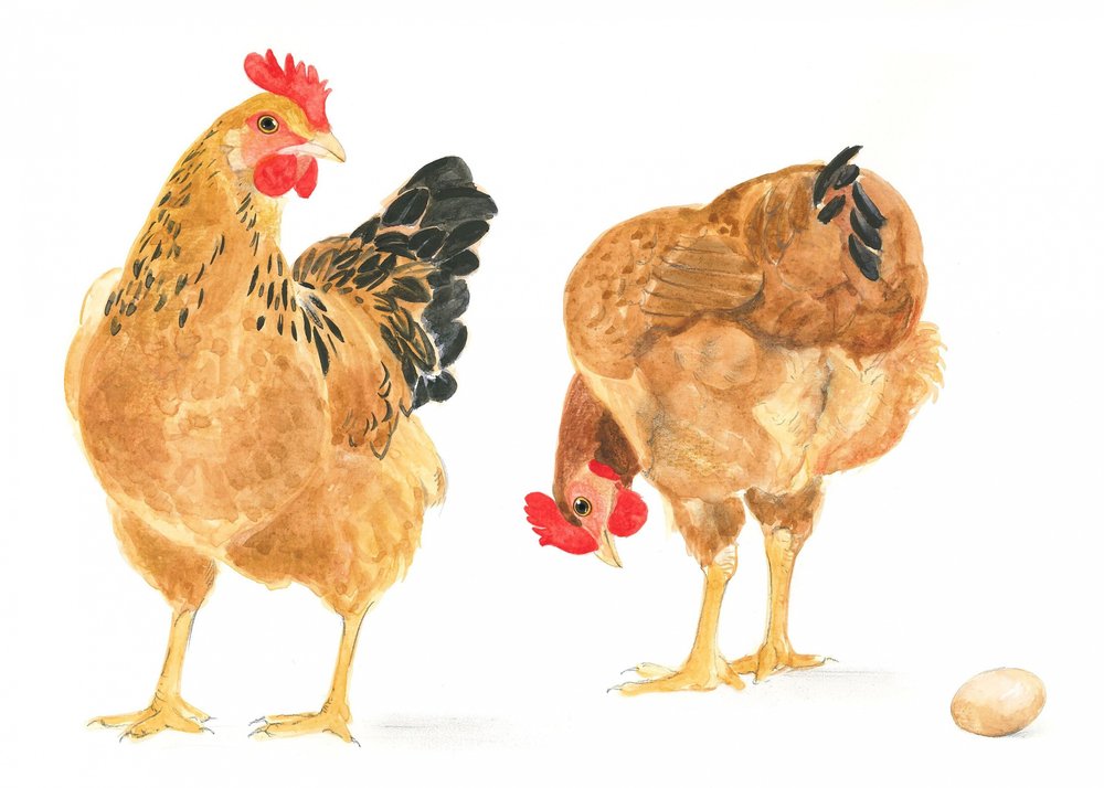 El huevo y dos gallinas de Isabelle Brent