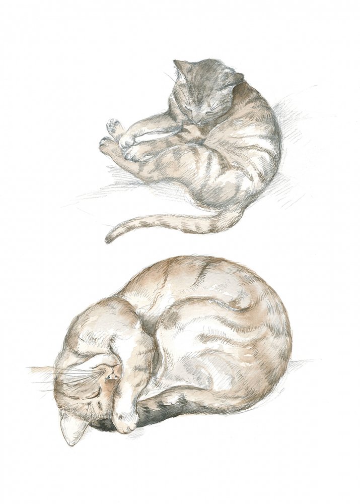 Dos estudios de gatos de Isabelle Brent