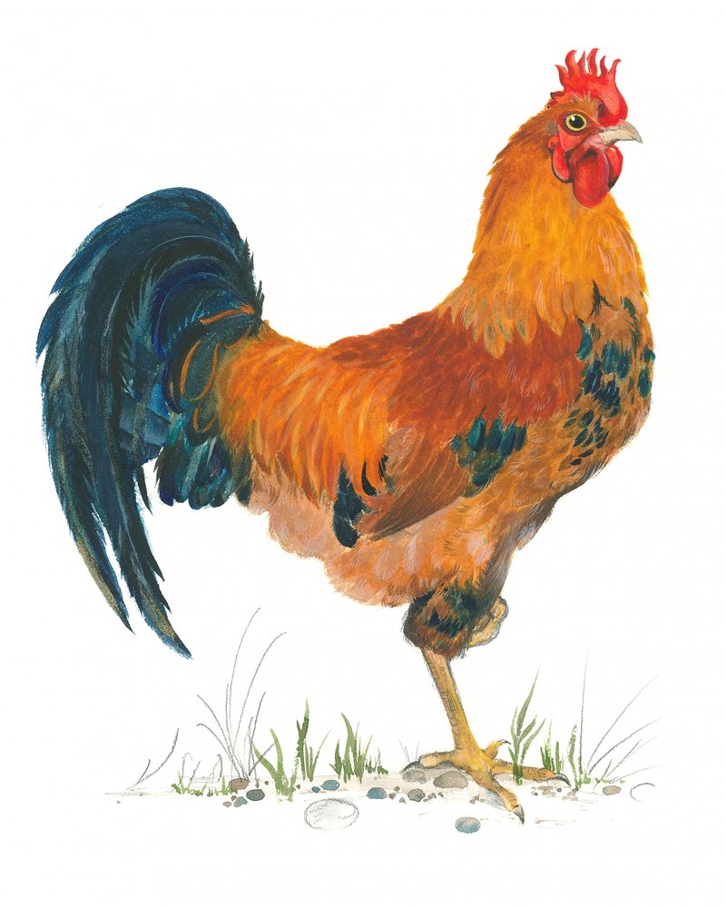 Vibrante escena con gallo de Isabelle Brent