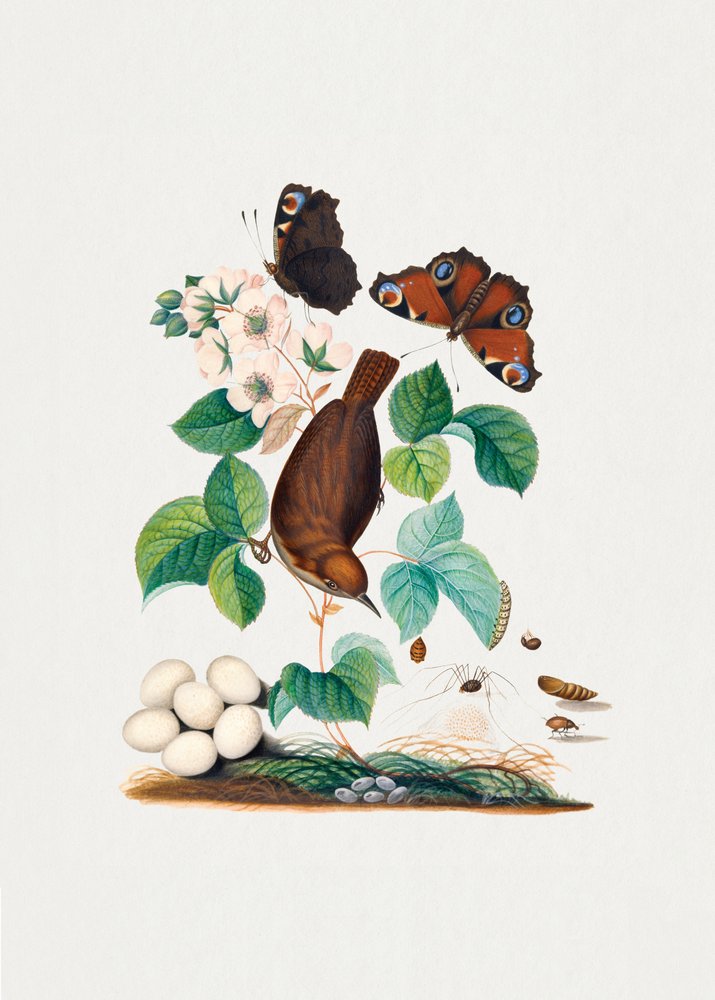  de James Bolton