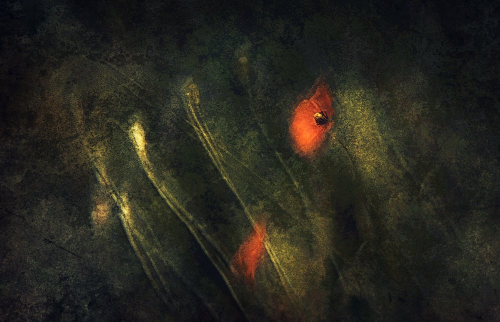 Amapolas rojas abstractas de Jan van der Linden