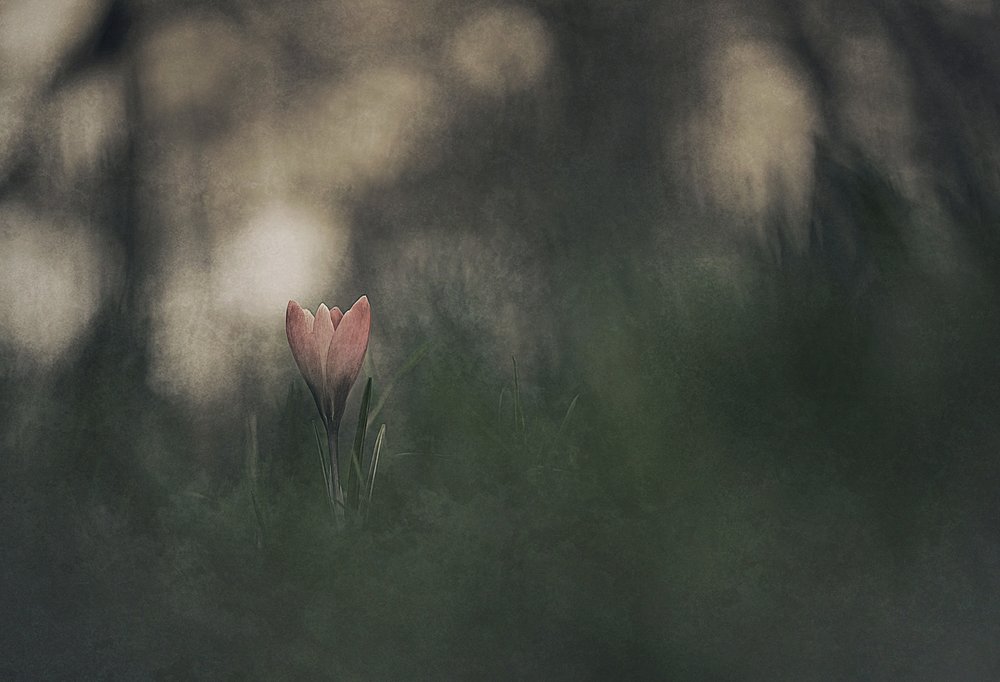 Floración rosa soñadora de Jan van der Linden