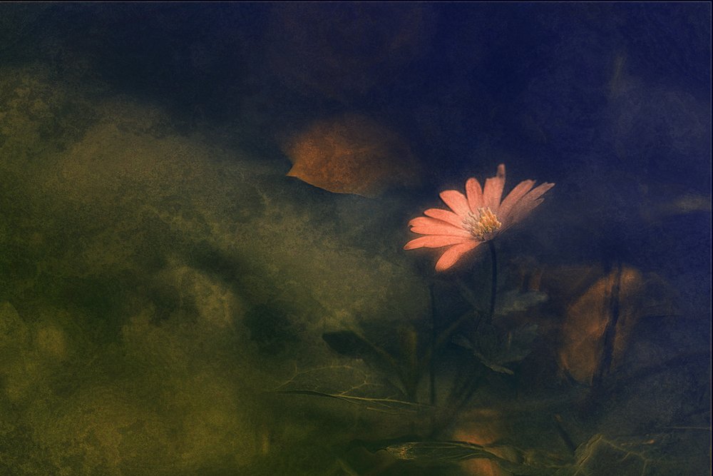 Flor rosa soñadora de Jan van der Linden