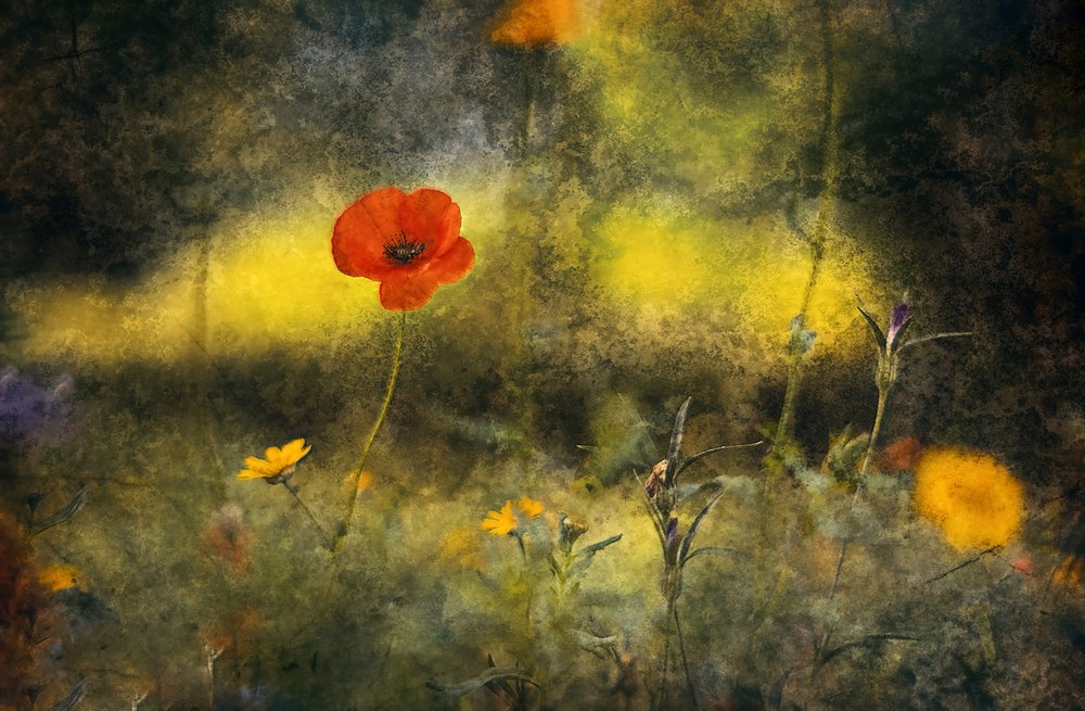 Soñador campo de amapolas de Jan van der Linden