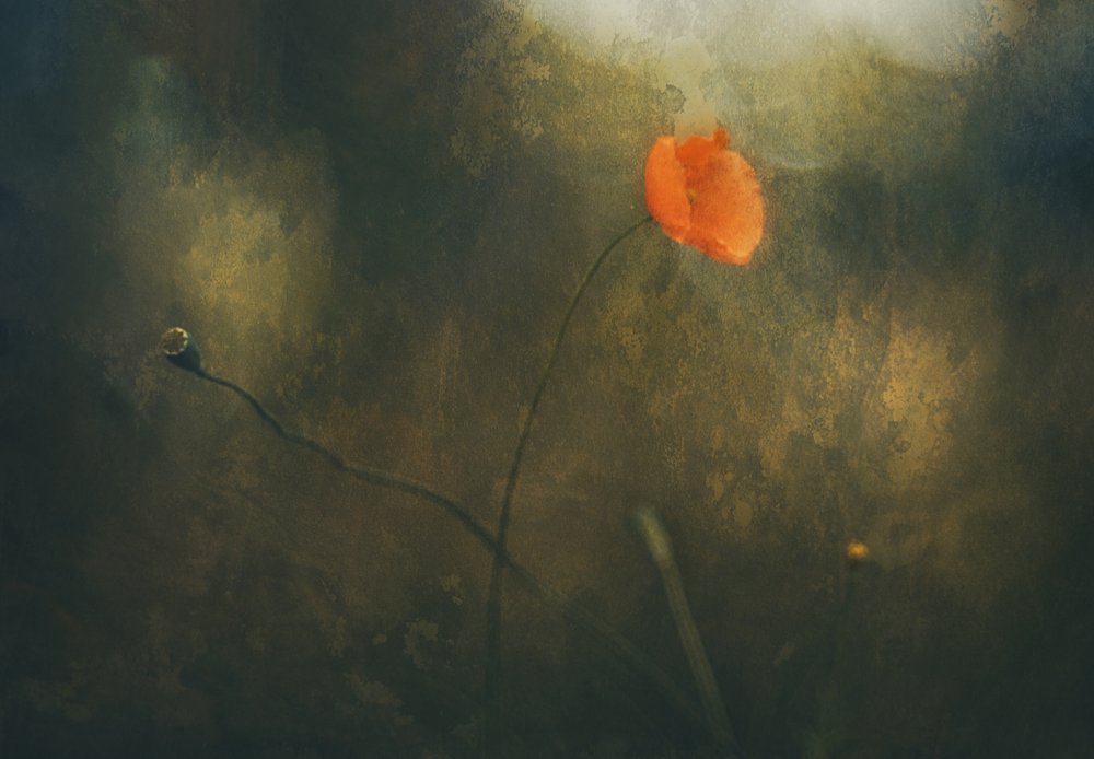 Amapola roja soñadora de Jan van der Linden