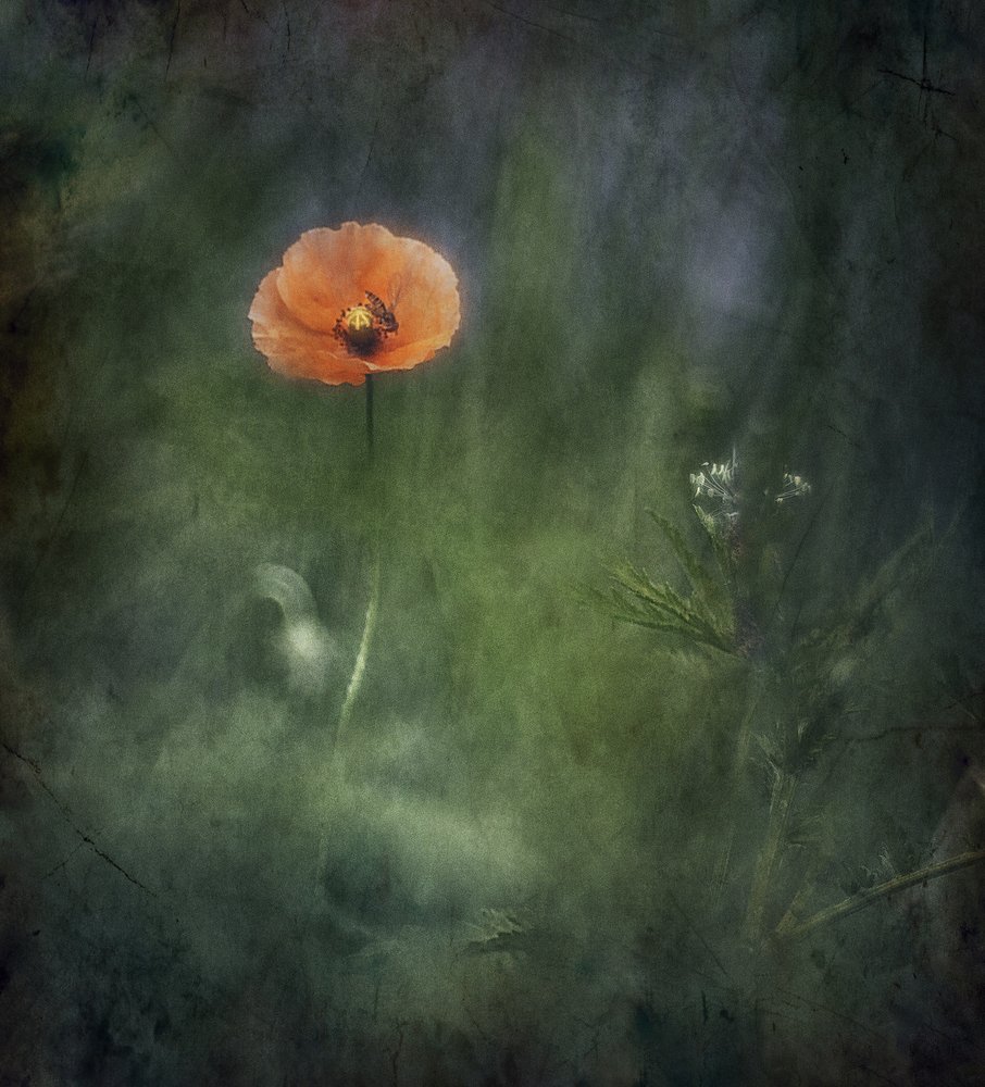 Amapola naranja etérea de Jan van der Linden