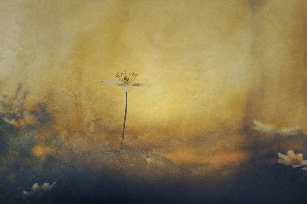 Flor de sueño dorada de Jan van der Linden