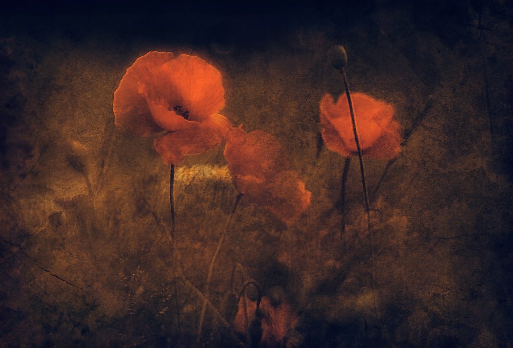 Amapolas rojas melancólicas de Jan van der Linden