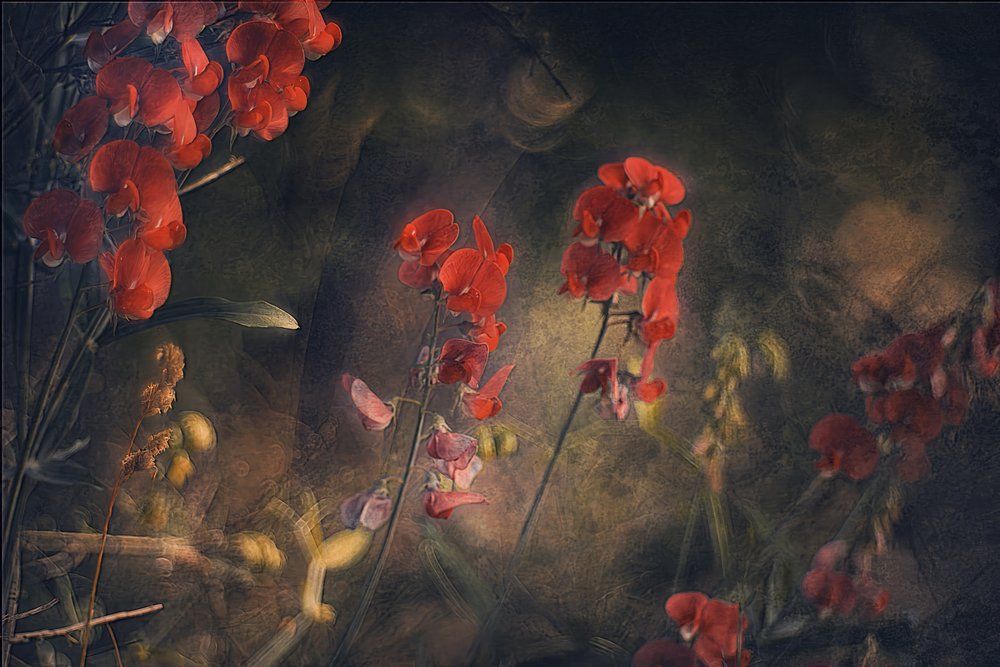 Guisantes de olor rojos melancólicos de Jan van der Linden
