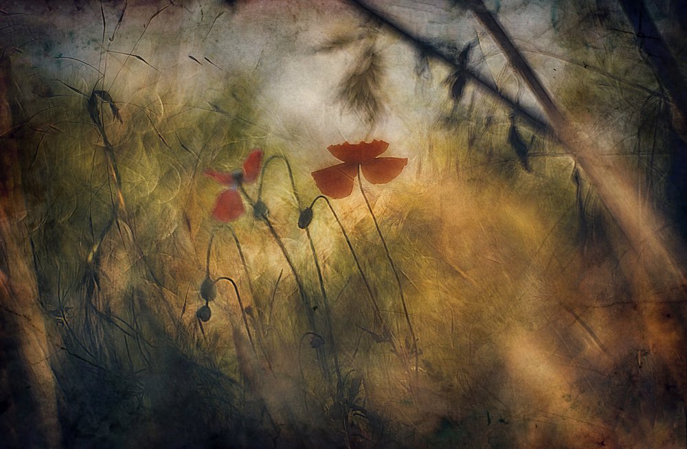 Suaves amapolas rojas de Jan van der Linden
