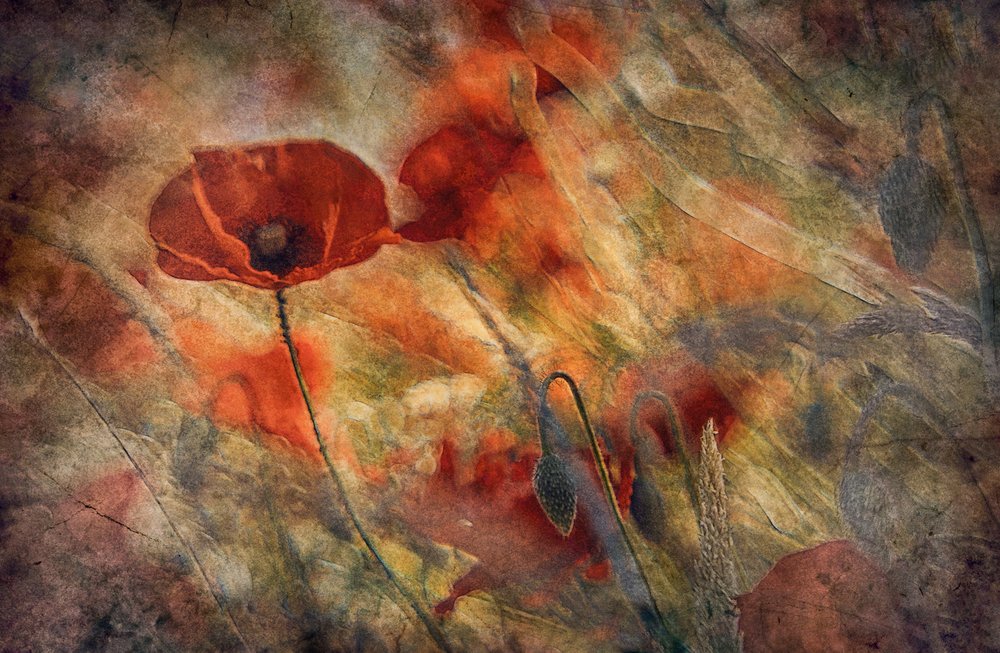 Amapolas rojas vintage de Jan van der Linden