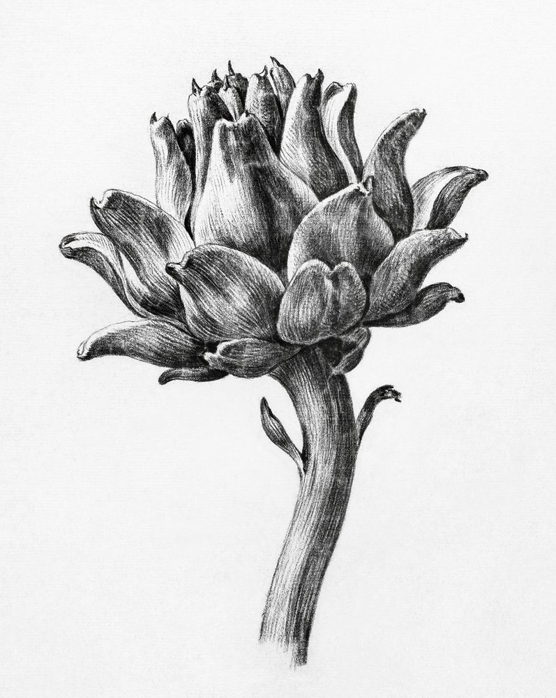 Alcachofa, de Jean Bernard de Jean Bernard
