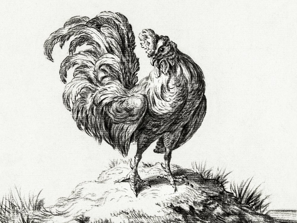 Un pollo, de pie en una colina de Jean Bernard