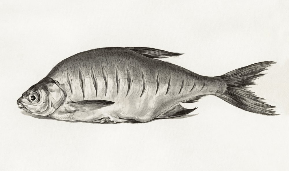 Fish (1775-1833) de Jean Bernard