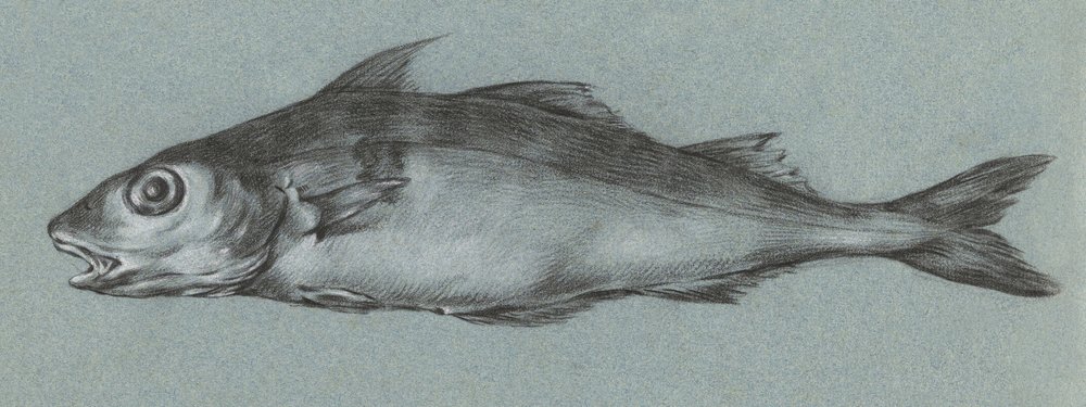 Fish Green (1775-1833) de Jean Bernard