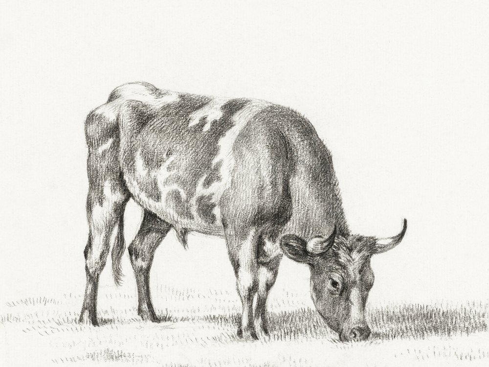 Toro de pastoreo de Jean Bernard