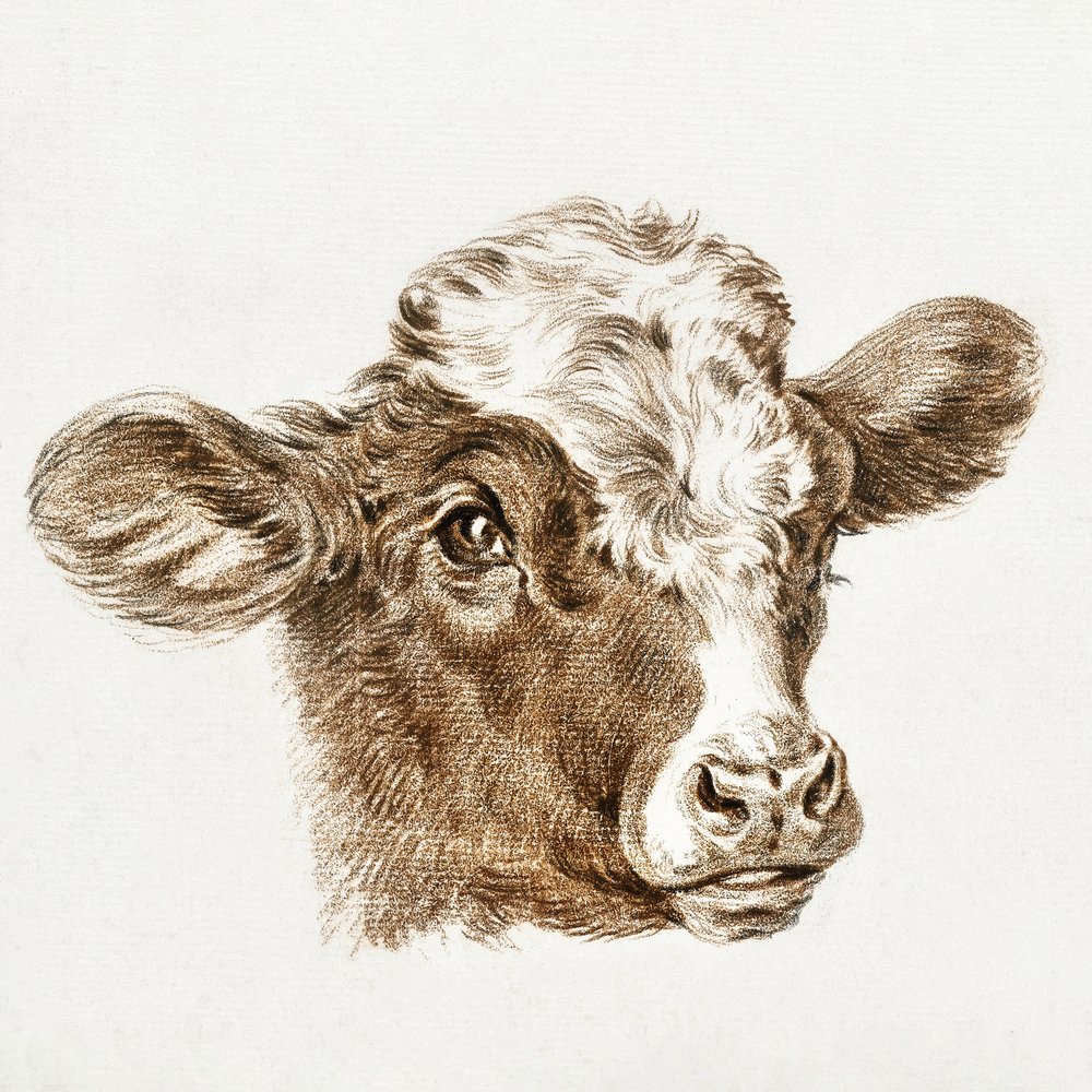 Cabeza de vaca de Jean Bernard