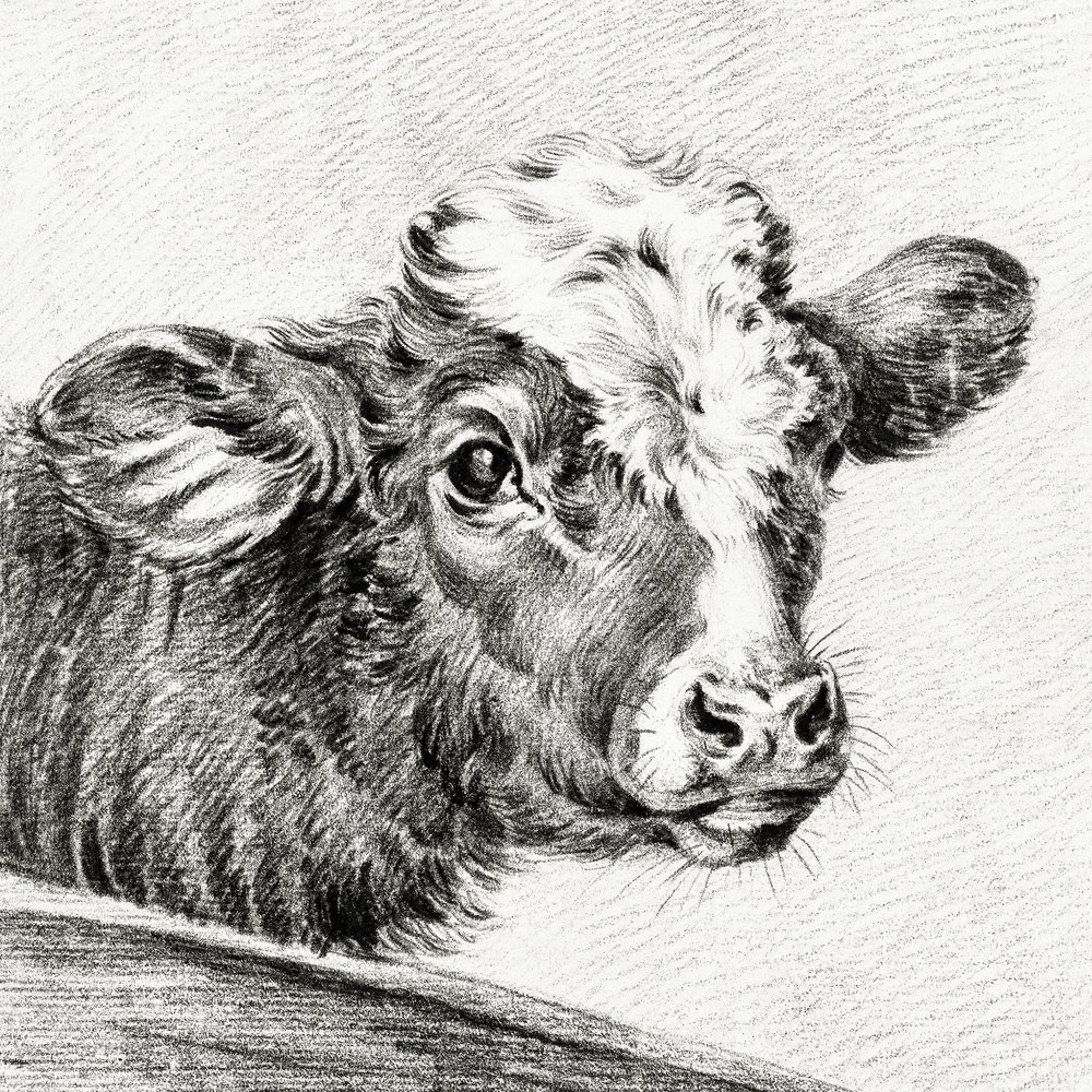 Cabeza de vaca de Jean Bernard