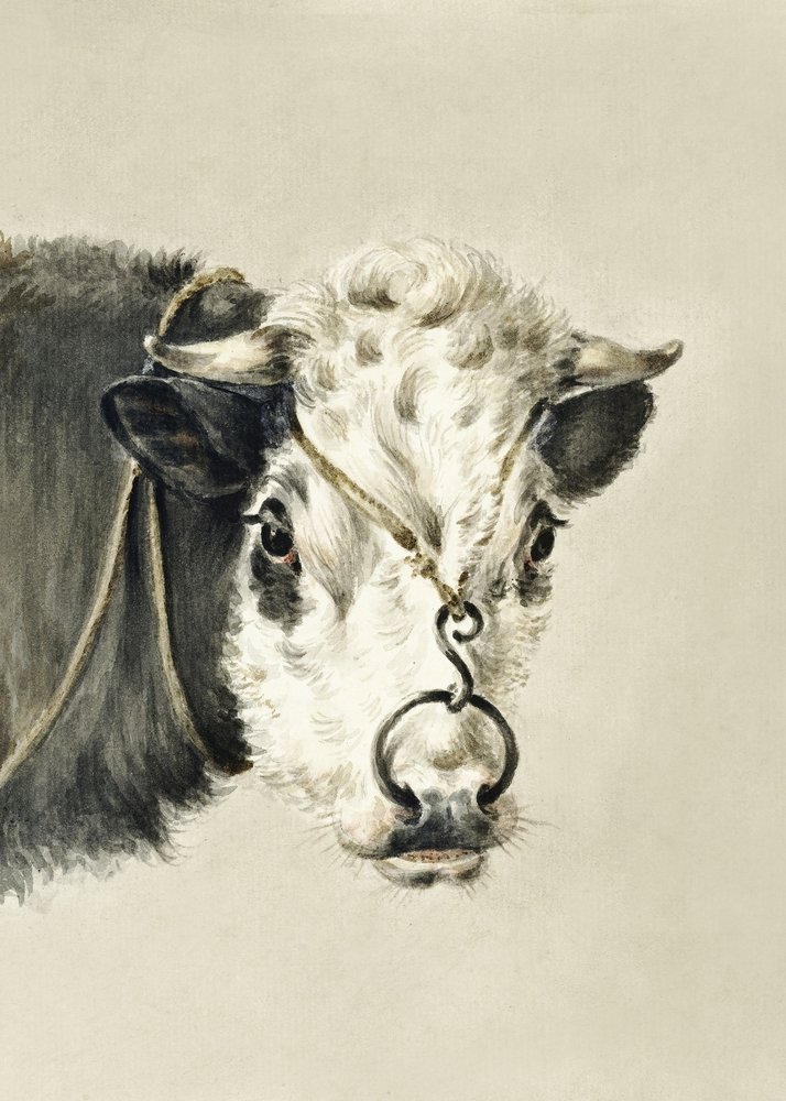 Cabeza de vaca con un aro en la nariz (1820) de Jean Bernard