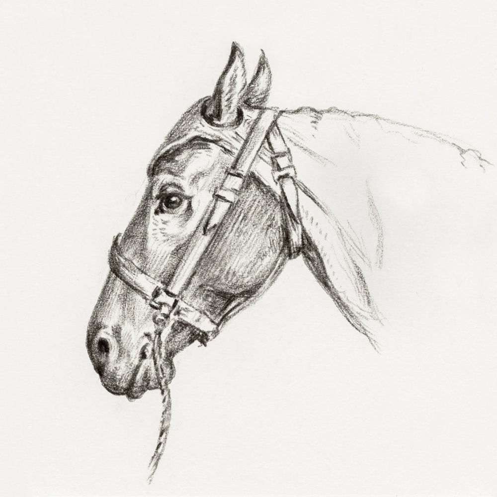 Cabeza de caballo (1818) de Jean Bernard