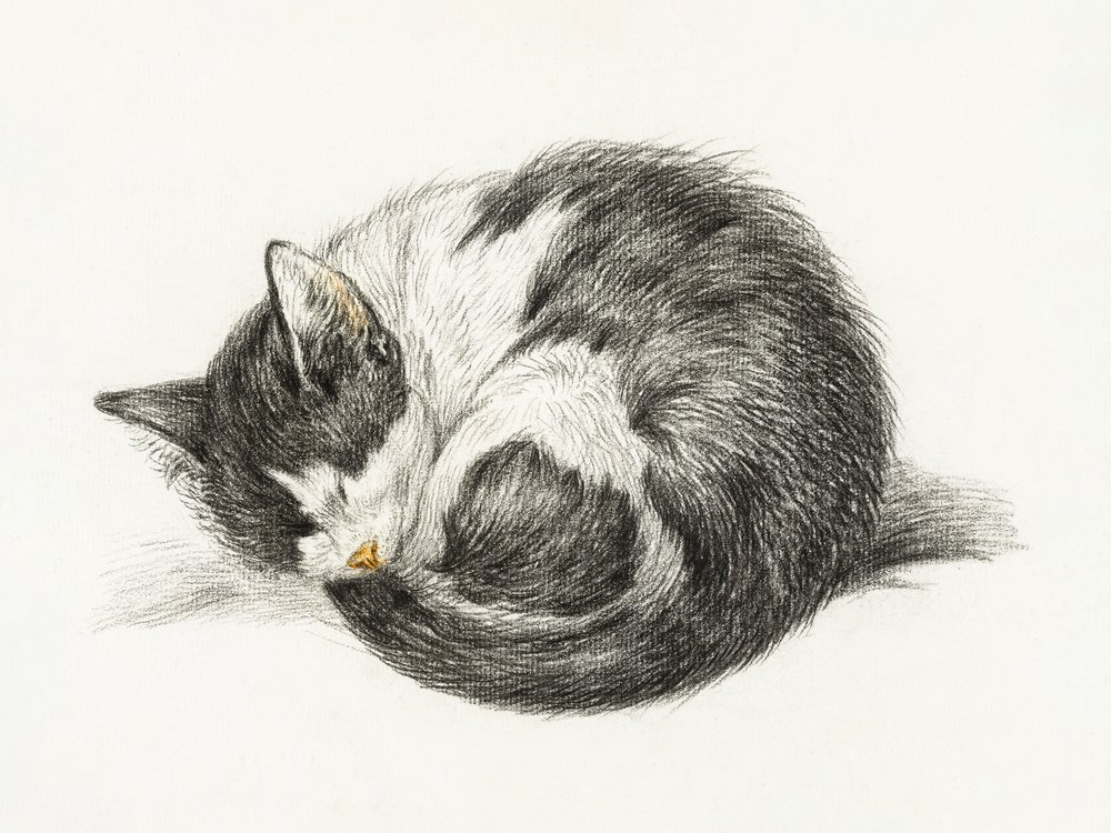 Gato acurrucado durmiendo (1825) de Jean Bernard