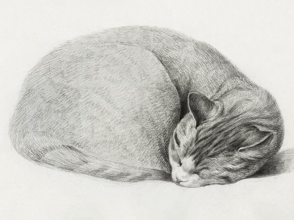 Gato acurrucado y dormido, de Jean Bernard (1775-1883) de Jean Bernard