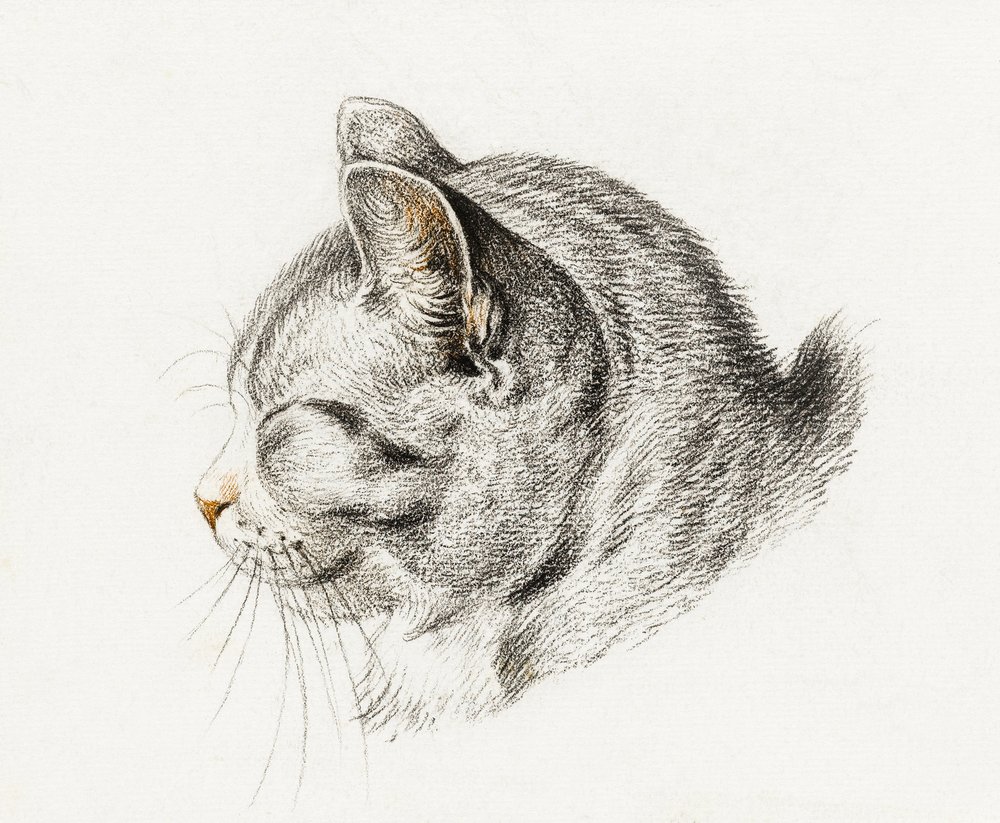 Boceto de un gato (1813) de Jean Bernard